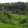 Bali-Landschaft (50)